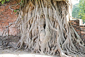 Buddha Head in Tree Roots, Wat Mahathat, Ayutthaya, Thailand