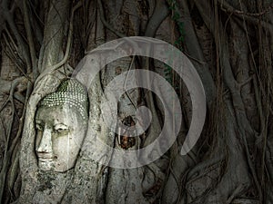 Buddha Head  in Tree roots at Wat MahaThat is famous buddhist temple and landmark of historical park Ayutthaya Thailand