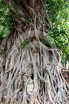 Buddha head in tree roots at Wat Mahathat temple,