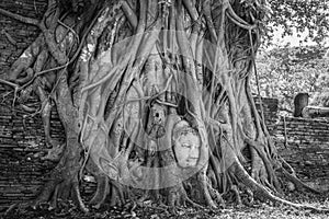 Buddha Head in Tree Roots at Wat Mahathat Temple Ayutthaya Thailand. Is the most popular place for foreign tourists.