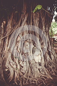 Buddha Head in Tree Roots, Wat Mahathat, Ayutthaya, Thailand