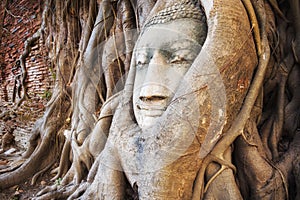 Buddha Head in the Tree Trunk, Ayutthaya, Thailand