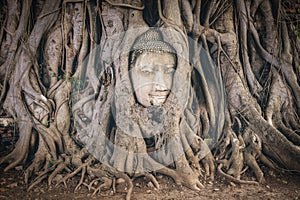 Buddha Head Tree Wat Maha That (Ayutthaya)