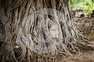 Buddha Head Tree Wat Maha That (Ayutthaya)