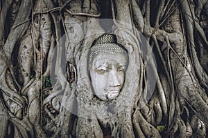 Buddha Head Tree Wat Maha That (Ayutthaya)