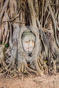 Buddha Head Tree Wat Maha That Ayutthaya