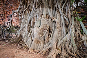 Buddha Head Tree Wat Maha That Ayutthaya