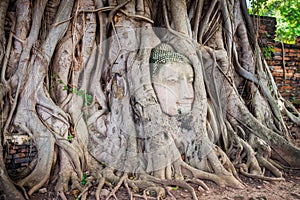 Buddha Head Tree Wat Maha That Ayutthaya