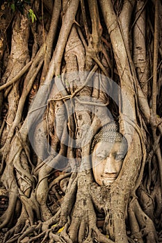 Buddha Head Tree Wat Maha That Ayutthaya. buddha statue trapped in Bodhi Tree roots. Ayutthaya historical park