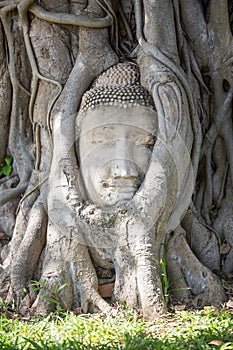 The Buddha head in the tree at Wat Mahathat is amazing Thailand and popular with tourists from all over the world