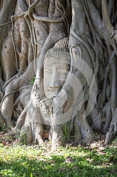 The Buddha head in the tree at Wat Mahathat is amazing Thailand and popular with tourists from all over the world