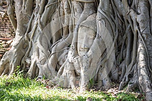 The Buddha head in the tree at Wat Mahathat is amazing Thailand and popular with tourists from all over the world