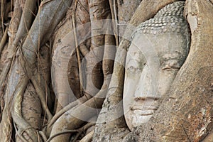 Buddha Head in the Wat Maha That temple in Ayutthaya, Thailand