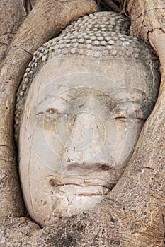 Buddha Head in the Wat Maha That temple in Ayutthaya, Thailand