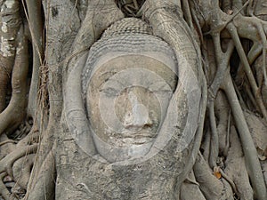 Buddha head, Wat Maha That temple, Ayutthaya, Thailand photo