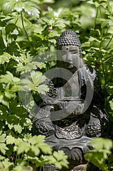 Buddha Hiding in the summer Barley.