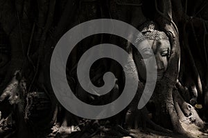 Buddha image head stuck in the tree