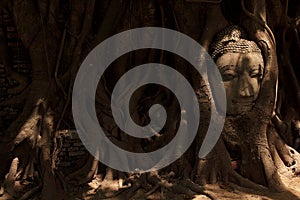 Buddha image head stuck in the tree