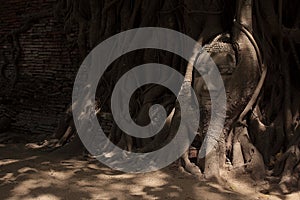 Buddha image head stuck in the tree
