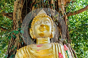 Buddha image under Bodhi tree