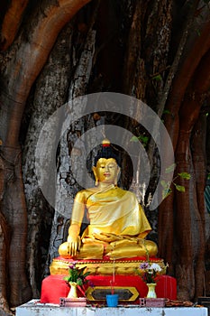 Buddha meditating under a tree