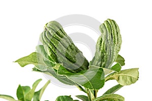 Buddha`s Hand or Citrus medica fruits isolated on white background