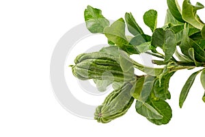 Buddha`s Hand or Citrus medica fruits isolated on white background