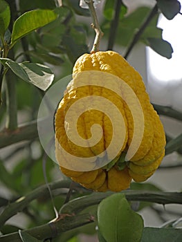 Buddha\'s Hand, citrus medica sarcodactylis, or the fingered citron, is an unusually shaped citron variety