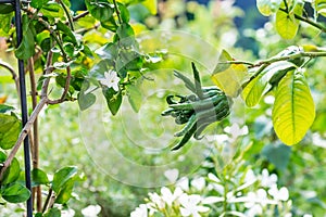 Buddha`s hand fruit on the tree in the garden. Citrus medica