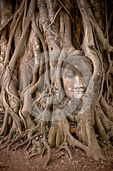 Buddha's head in banyan tree roots
