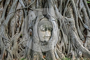 Buddha`s head in Bodhi tree roots at Wat Mahathat,Phra Nakorn Sri Ayutthaya,Thailand.A UNESCO World Heritage Site.