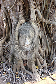 Buddha's head is embedded in tree roots