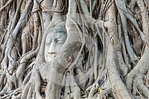 Buddha's head is embedded in tree roots, a beautiful ancient
