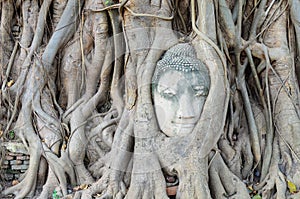 Buddha's head is embedded in tree roots, a beautiful ancient