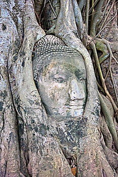 Buddha's head at Wat Maha That in Ayuthaya