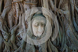 The Buddha`s head is ingrown into the roots of the tree. Symbol of the city of Ayutthaya, Thailand