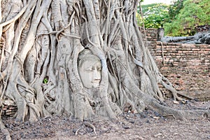 Buddha`s head inside tree roots at Wat Mahathat