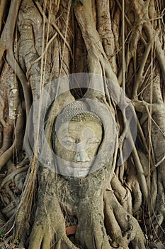 Buddha's head in tree