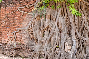 Buddha`s head in tree