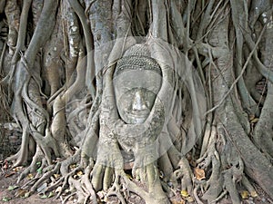 Buddha`s head in tree roots in Ayutthaya as a world heritage site, Thailand
