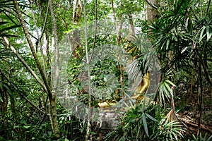 Buddha statue in forest, deep meditation in jungle, peace and nature