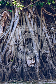 Buddha statue head covered by Banyan tree roots at  Wat Mahathat