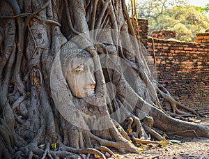 Buddha statue head in the root of tree.