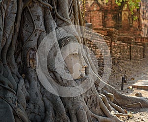 Buddha statue head in the root of tree
