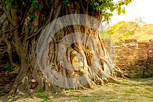 Buddha statue head The tree.