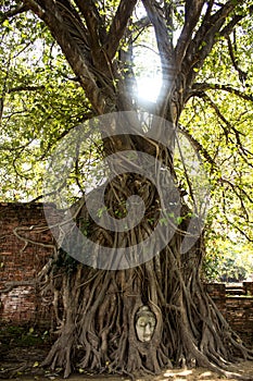 Buddha statue Head in Tree2