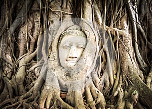 Buddha statue in the roots of tree