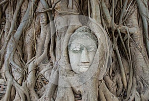 Buddha statue in the roots of tree at , Ayutthaya, Thailand