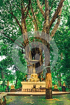 Buddha statue sitting under the big tree.