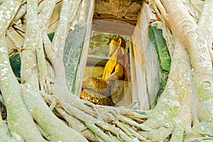 Buddha Statue and Tree Roots